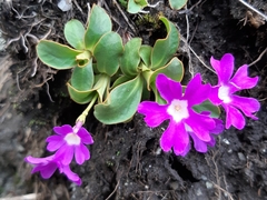 Primula pedemontana