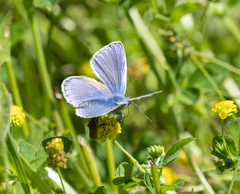 Polyommatus icarus
