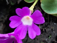Primula pedemontana