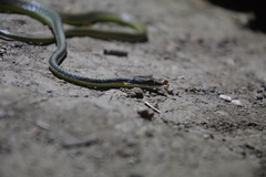 Lesser Sundas Bronzeback photo 1
