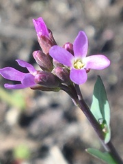Boechera calderi