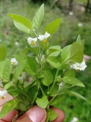Solanum adscendens