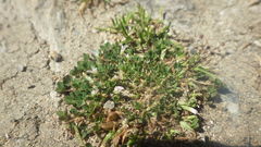 Trifolium ornithopodioides