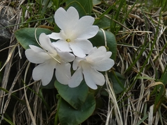 Primula pedemontana