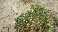 Trifolium ornithopodioides