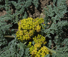 Cymopterus planosus