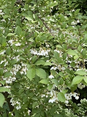 Styracaceae