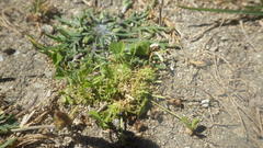 Trifolium suffocatum