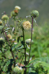Alfredia acantholepis