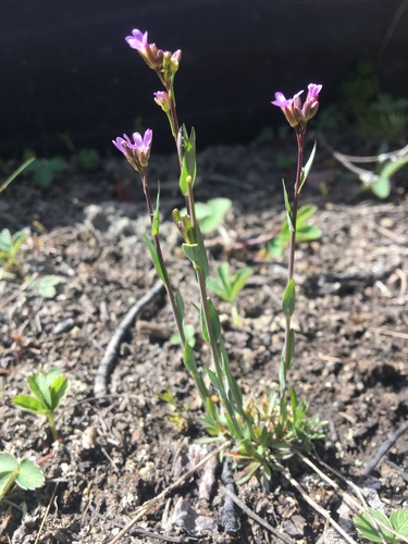 Calder's rockcress (Arabis calderi)