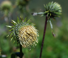 Alfredia acantholepis