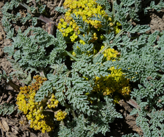 Cymopterus planosus