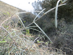 Parsonsia capsularis