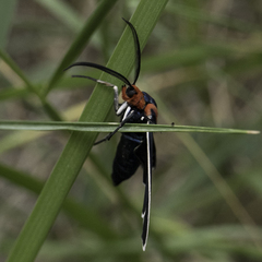 Ctenucha multifaria