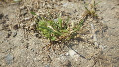 Trifolium suffocatum