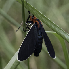 Ctenucha multifaria