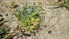 Trifolium suffocatum