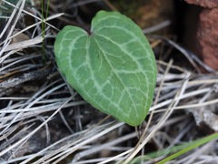 Pseudotrillium rivale
