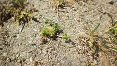 Trifolium suffocatum