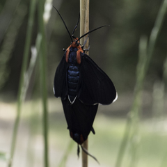 Ctenucha multifaria