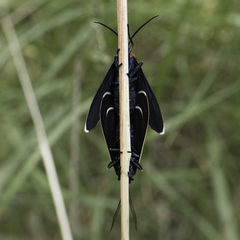 Ctenucha multifaria