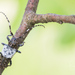 Greater Thorn-tipped Longhorn Beetle - Photo (c) Ralph Martin, some rights reserved (CC BY-NC-ND), uploaded by Ralph Martin