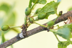 Pogonocherus hispidulus
