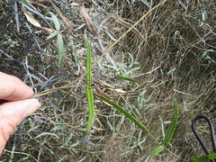 Parsonsia capsularis