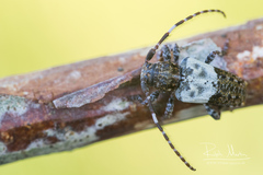 Pogonocherus hispidulus