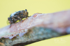 Pogonocherus hispidulus