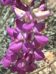 Lupinus excubitus austromontanus