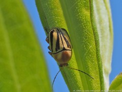 Cryptocephalus calidus