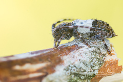 Pogonocherus hispidulus
