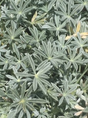 Lupinus excubitus austromontanus