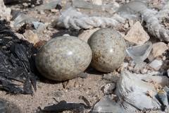 Chordeiles acutipennis