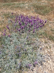 Lupinus excubitus austromontanus