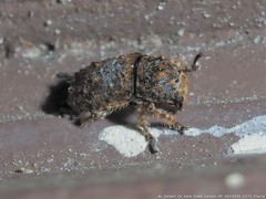 Toxonotus cornutus