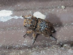 Toxonotus cornutus