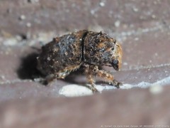 Toxonotus cornutus