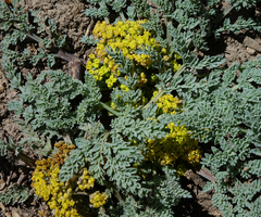 Cymopterus planosus