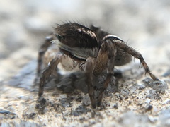 Aelurillus madagascariensis