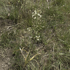 Toxicoscordion fontanum