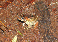 Incilius porteri