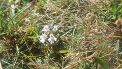 Euphrasia tetraquetra