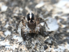 Aelurillus madagascariensis