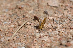 Epelis truncataria