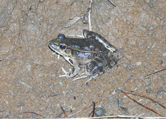 Lithobates lenca