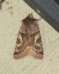 Cerastis enigmatica