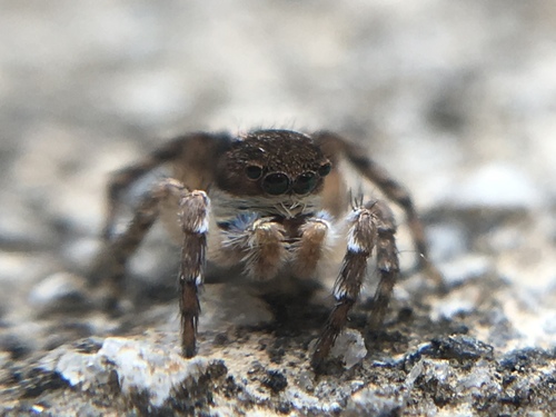 Aelurillus madagascariensis