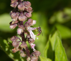 Syrphidae
